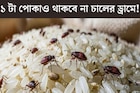 গিজগিজ করছে কালো, সাদা পোকা? চালের ড্রামে ফেলে দিন এই জিনিস! ৩ বছরেও একটা পোকা ধরবে না