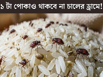 গিজগিজ করছে কালো, সাদা পোকা? চালের ড্রামে ফেলে দিন এই জিনিস! ৩ বছরেও একটা পোকা ধরবে না