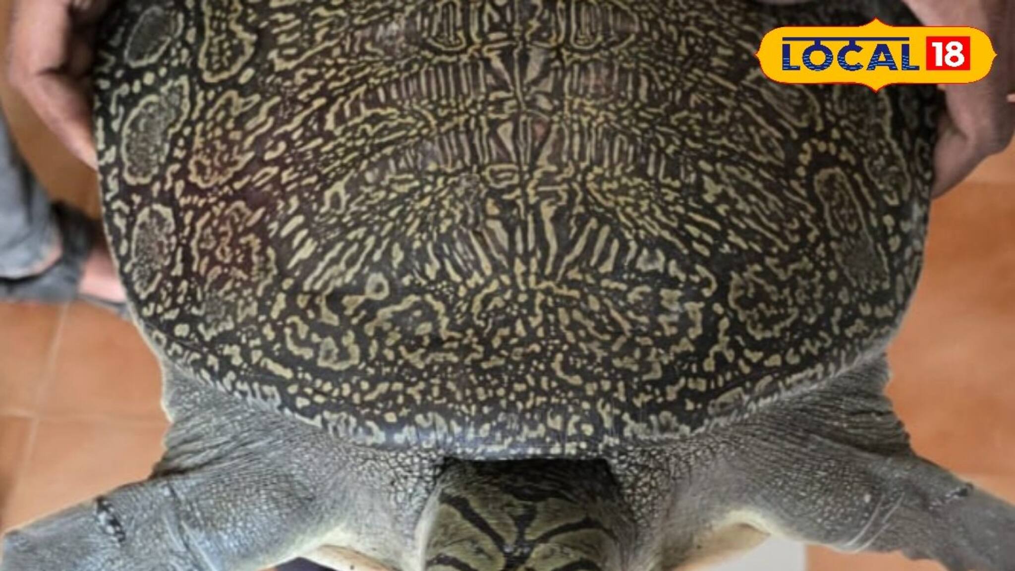 চাষের জমি থেকে উদ্ধার বিরল প্রজাতির প্রাণী! বনদফতরে রহস্য