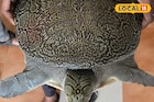 চাষের জমি থেকে উদ্ধার বিরল প্রজাতির প্রাণী! বনদফতরে রহস্য