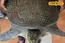 চাষের জমি থেকে উদ্ধার বিরল প্রজাতির প্রাণী! বনদফতরে রহস্য