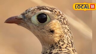 শুষ্ক এবং জলশূন্য স্থানেই দিব্যি জীবনধারণ ! 