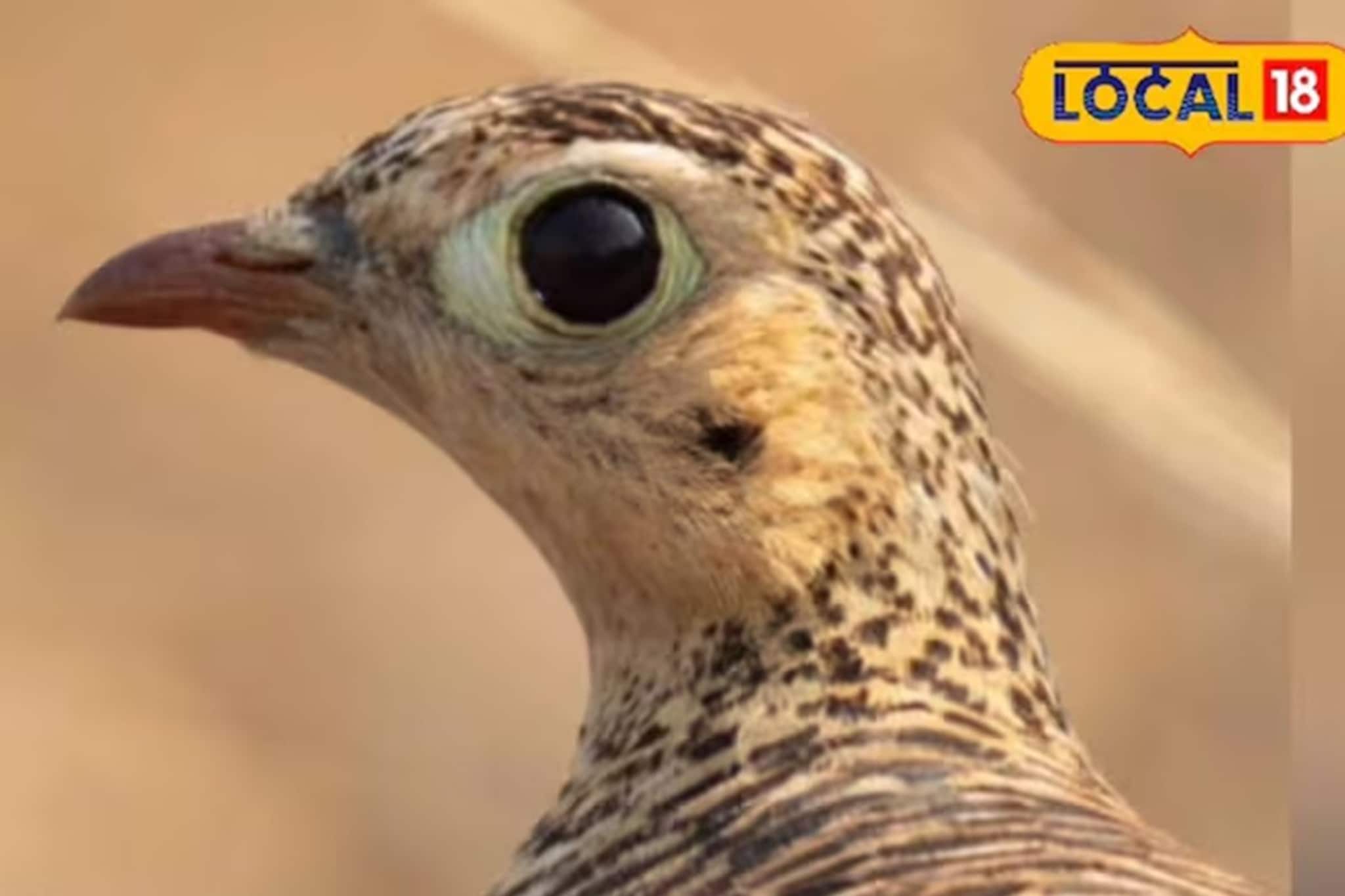 শুষ্ক, জলশূন্য স্থানেই দিব্যি জীবনধারণ! কিন্তু সন্তানদের তেষ্টা মেটাতে অসম্ভবকেও সম্ভব করে
