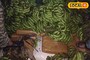 রাতের অন্ধকারে পুলিশের চোখে ধুলো দিয়ে নিষিদ্ধ কর্মকাণ্ড! লরি বোঝাই কলার আড়ালে লুকিয়ে...