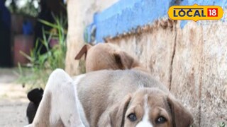 পথকুকুরকে খেতে দেওয়ায় বাধা