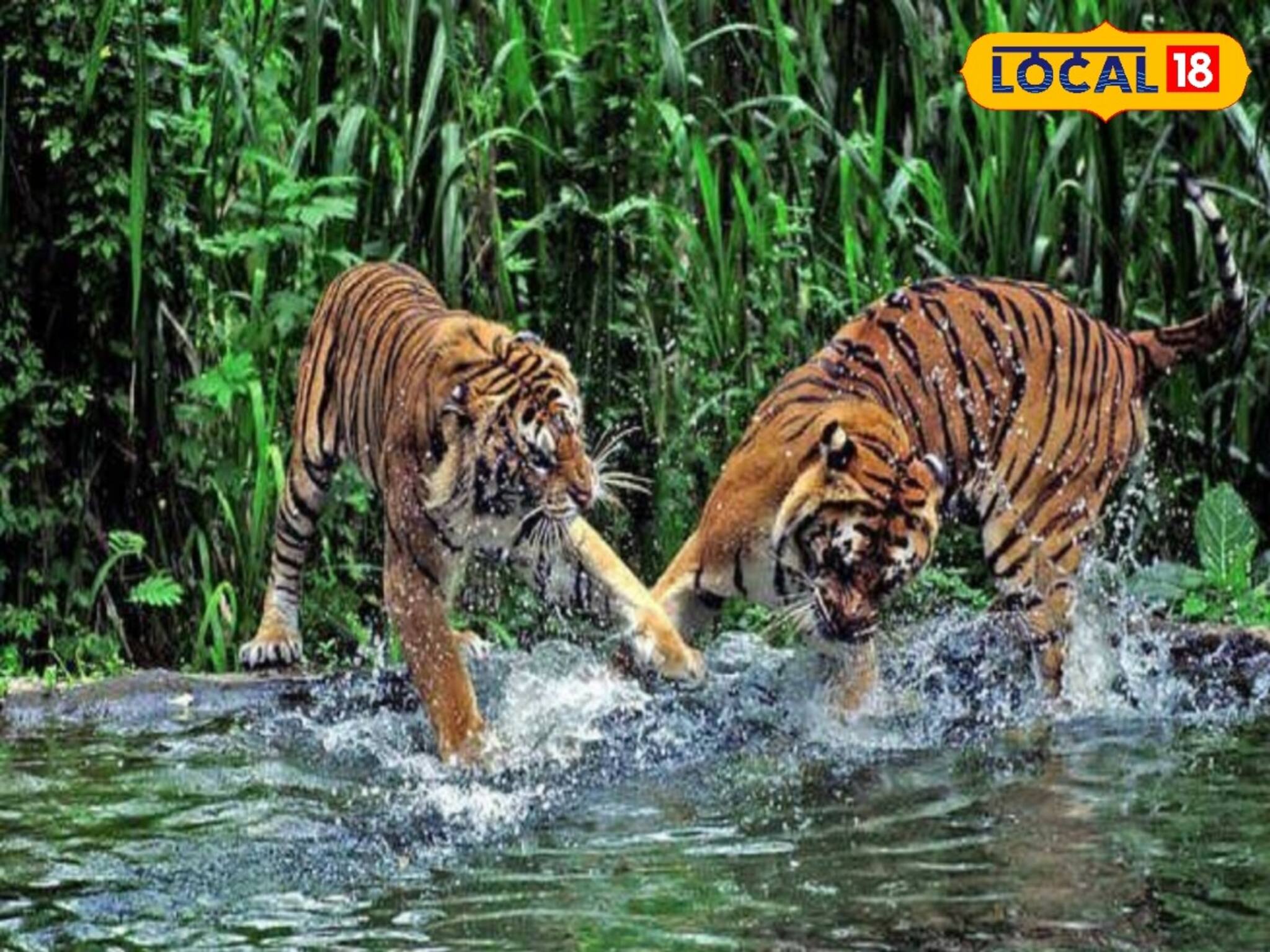 শিকারে গিয়ে বাঘের থাবা থেকে বাঁচতে এক বিশেষ পথ নেন সুন্দরবনের মৎস্যজীবীরা, কী বলুন তো?