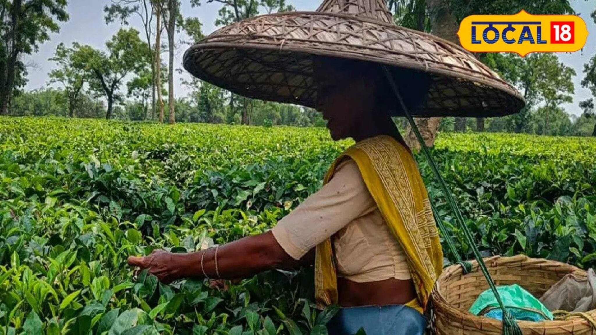 রাজ্য সরকারের ঘোষণার পরেও মিলছে না বোনাস! উলটে চম্পট দিচ্ছেন মালিকরা, ভয়ঙ্কর অভিযোগ চা বাগানে