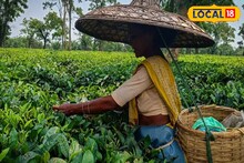 রাজ্য সরকারের ঘোষণার পরেও মিলছে না বোনাস! ভয়ঙ্কর অভিযোগ চা বাগানে