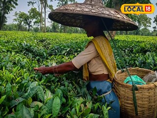 চা বাগান