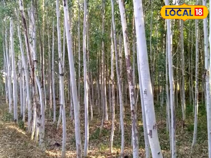 রবিকান্তের মতে, এক একরে ১২০০টি ইউক্যালিপটাস গাছ লাগানো যায়। এই গাছগুলি মাত্র ৫ বছরের মধ্যে বিক্রির জন্য প্রস্তুত হয়ে যায়। মাত্র পাঁচ বছরে একটি গাছ ১৫০০ টাকা পর্যন্ত দরে বিক্রি করা যেতে পারে। হিসেব স্পষ্ট- মাত্র এক একর জমি থেকে পাঁচ বছরে ১৮ লক্ষ টাকা পর্যন্ত আয় করা যেতে পারে।
