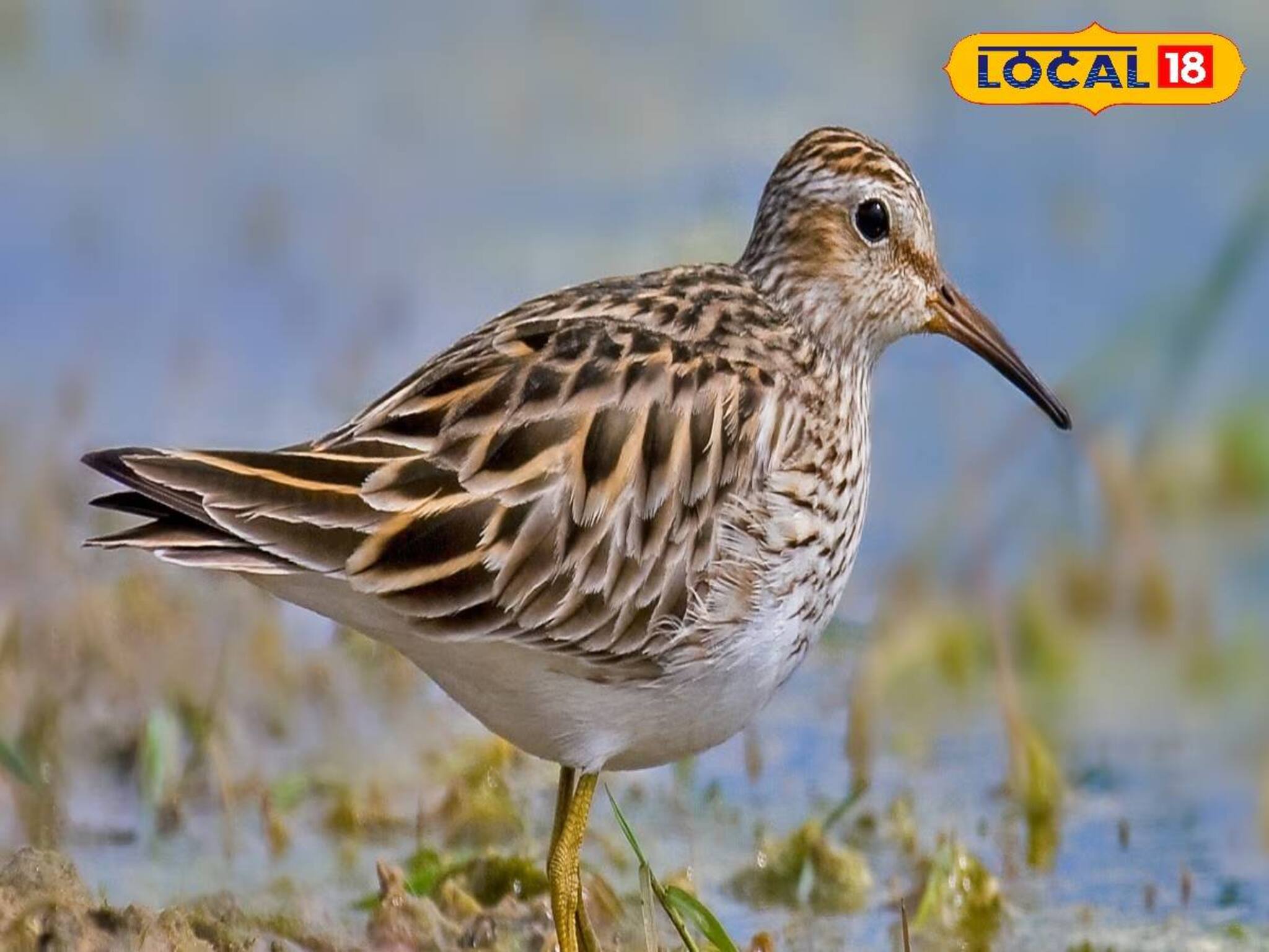 বাংলায় এই প্রথম! পুজোর আগেই বিশেষ প্রজাতির পরিযায়ী পাখির দর্শন, কোথায় দেখা গেল?