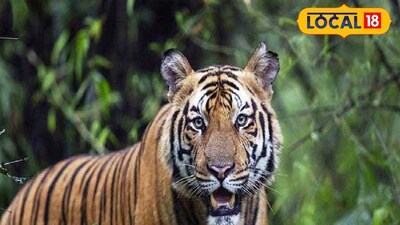 সুন্দরবনে ফের বাঘের মুখে এক মৎস্যজীবী