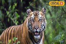 মৎস্যজীবীদের নৌকায় ঝাঁপিয়ে পড়ল শিকারি বাঘ! ভয়ঙ্কর বিপদ সুন্দরবনে