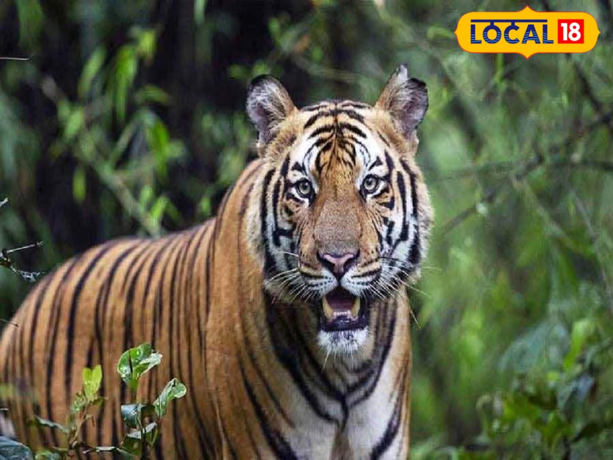 মৎস্যজীবীদের নৌকায় ঝাঁপিয়ে পড়ল শিকারি বাঘ! ভয়ঙ্কর বিপদ সুন্দরবনে