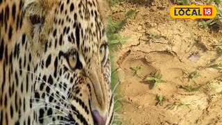 লালগড়ের জঙ্গলে আজনা জন্তুর পায়ের ছাপে ছড়িয়েছে আতঙ্ক 