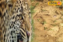রাতের অন্ধকারে কারা দাপিয়ে বেড়াচ্ছে লালগড়ের ঘন জঙ্গলে? রয়্যাল বেঙ্গল?