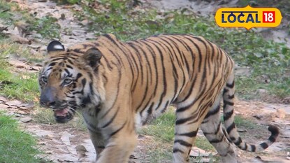 ২৪ ঘন্টার মধ্যে আলিপুর চিড়িয়াখানায় মৃত্যু হল দুটি বাঘিনীর ২৪ ঘন্টার মধ্যে আলিপুর চিড়িয়াখানায় মৃত্যু হল দুটি বাঘিনীর