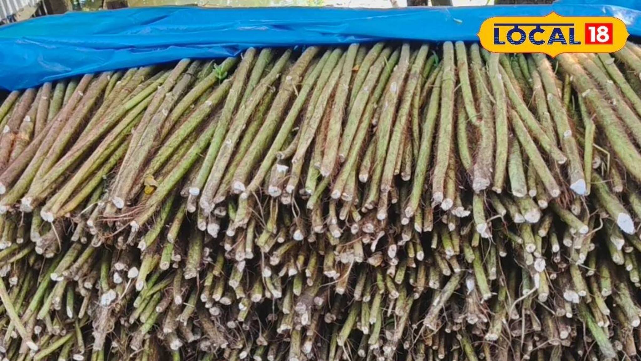 অবহেলিত 'আগাছা' থেকেই টাকা উপার্জন! এই গাছ থেকে তৈরি হয়...! বিক্রি করে সংসার চলে অনেকের