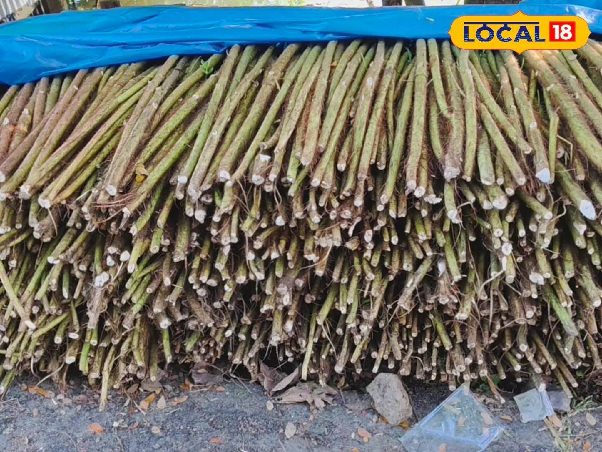 অবহেলিত 'আগাছা' থেকেই টাকা উপার্জন! এই গাছ থেকে তৈরি হয়...! বিক্রি করে সংসার চলে অনেকের