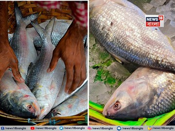 সুখবর...! মাত্র ৫০০ টাকায় ১ কেজির ইলিশ, মিলছে কোথায়? শুনলেই থলে হাতে ছুটবেন!