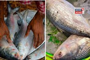 সুখবর...! মাত্র ৫০০ টাকায় ১ কেজির ইলিশ, মিলছে কোথায়? শুনলেই থলে হাতে ছুটবেন!