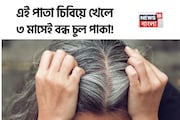 সকালে খালি পেটে চিবিয়ে ‘এই’ পাতা খান ১২ টা! আর সাদা হবে না কালো চুল! ৩ মাসে বন্ধ চুল পাকা