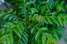 কোলেস্টেরল এবং রক্তে শর্করার পরিমাণ নিয়ন্ত্রণে রাখে ছোট্ট কারি-পাতা... কীভাবে খেতে হবে জানলেই কেল্লাফতে