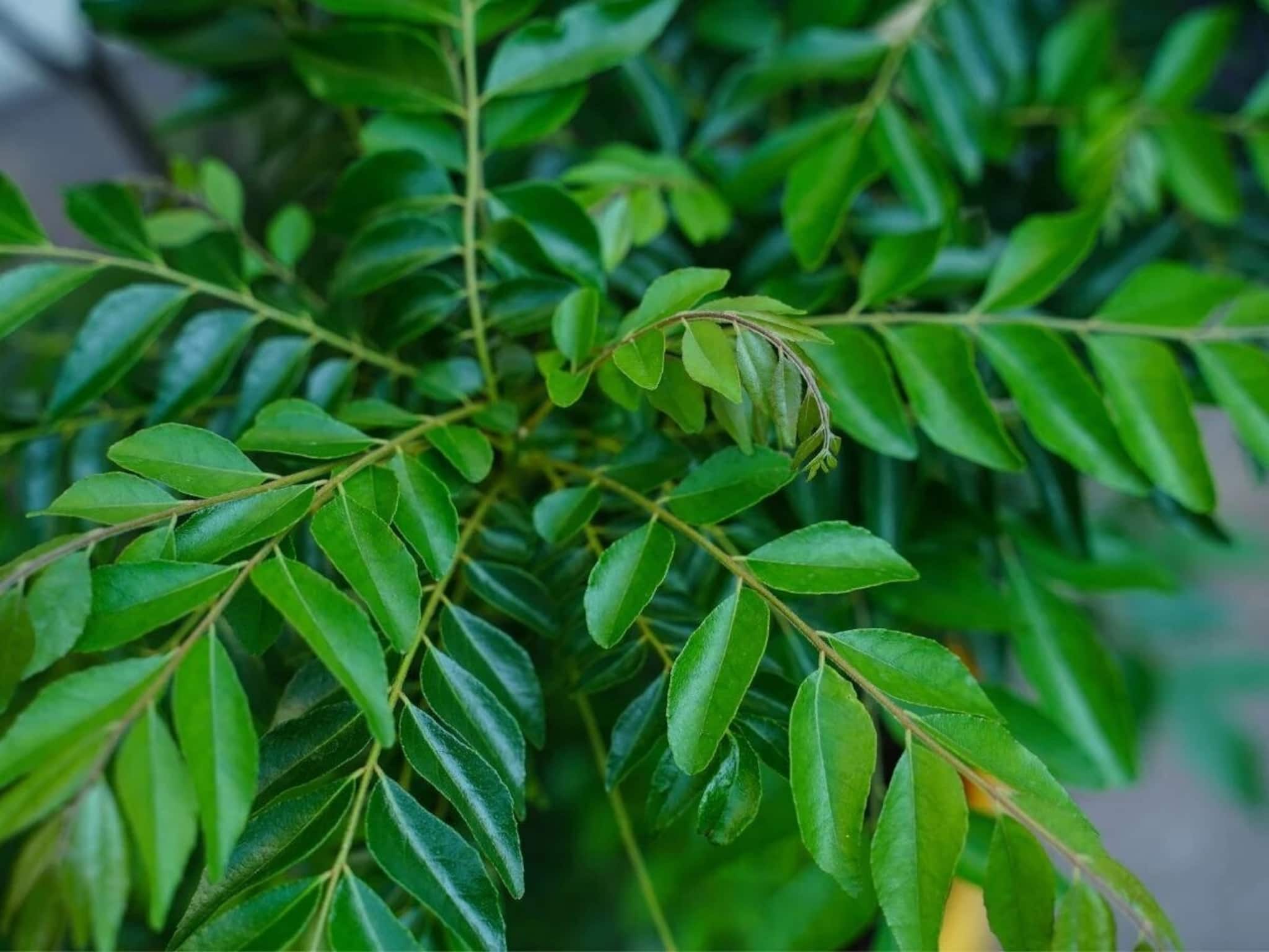 কোলেস্টেরল এবং রক্তে শর্করার পরিমাণ নিয়ন্ত্রণে রাখে কারি-পাতা... কীভাবে খেতে হবে জানুন