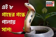 এই ৮ গাছের গন্ধে পালায় সাপ! বাড়িতে আনুন যে কোনও ১টা! বাঁচুন বিষদাঁতের মারণ ছোবল থেকে!