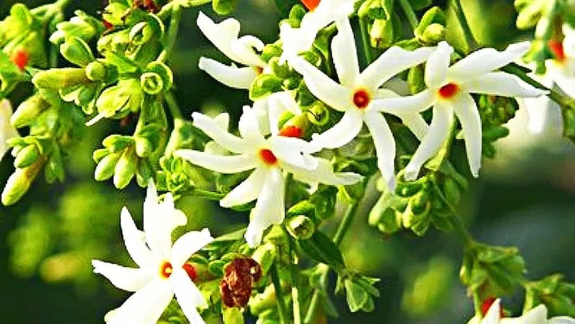 বাগান বিশেষজ্ঞ সমীর সিং বলেন, যদি আপনার পুরনো গাছে শুকনো ডাল দেখতে পান, তাহলে সাবধানে কেটে ফেলুন এবং সরিয়ে ফেলুন। এই প্রক্রিয়াটিকে ছাঁটাই বলা হয়। ছাঁটাই গাছের বৃদ্ধি উন্নত করে এবং নতুন ডাল বের হয়। শুধু তাই নয়, এটি আরও ফুল দেয় এবং গাছটি দীর্ঘ সময়ের জন্য সতেজ দেখায়।