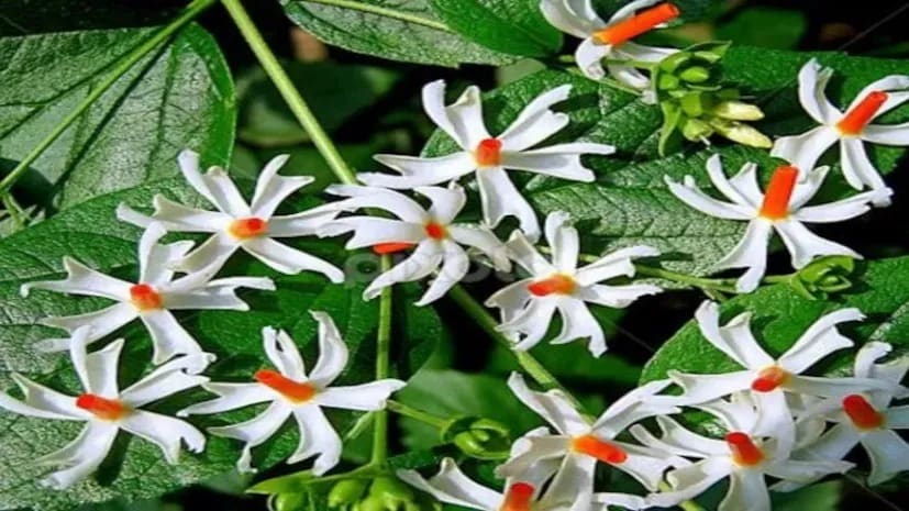 সঠিক পুষ্টি এবং যত্ন দিলেই শিউলি গাছ দীর্ঘ সময় ধরে সবুজ থাকবে। সময়ে সময়ে ছাঁটাই করে, সুষম জল, সূর্যালোক এবং পুষ্টিকর সার দিলে, এই গাছটি ক্রমাগত সতেজ এবং সুন্দর থাকবে।