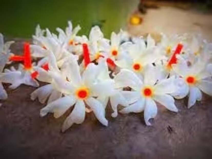 আপনি ক্যালসিয়াম, পাতার কম্পোস্ট এবং নিমের খোসা সমান পরিমাণে মিশিয়ে ফুলের খাবার তৈরি করতে পারেন। গাছের গোড়ার চারপাশের মাটি হালকাভাবে খনন করার পর এই মিশ্রণটি এক মুঠো করে চারদিকে ছড়িয়ে দিন। এতে গাছটি আরও সুস্থ থাকবে এবং ফুলও ভাল পরিমাণে আসবে।