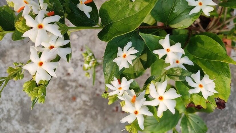  মাটি সুস্থ রাখতে, আপনি এতে নিমের খোলও যোগ করতে পারেন। এটি কেবল উদ্ভিদকে পুষ্টি জোগায় না বরং মাটিতে উপস্থিত পোকামাকড় এবং ছত্রাক থেকেও সুরক্ষা প্রদান করে।
