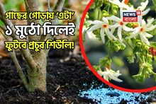 শিউলিগাছের গোড়ায় ছড়িয়ে দিন ১ মুঠো! ঝুড়ি ভরবে সাদা ফুলে! মিষ্টি গন্ধে মাতোয়ারা চারদিক!