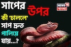 সাপের উপর কী 'ঢাললে' সাপ দ্রুত 'পালিয়ে যায় জানেন...? গ্যারান্টি, নামটি শুনলেই চমকাবেন!