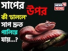 সাপের উপর কী 'ঢাললে' সাপ দ্রুত 'পালিয়ে যায় জানেন...? গ্যারান্টি, নামটি শুনলেই চমকাবেন!