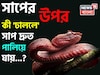 সাপের উপর কী 'ঢাললে' সাপ দ্রুত 'পালিয়ে যায় জানেন...? গ্যারান্টি, নামটি শুনলেই চমকাবেন!