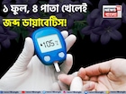 ব্লাড সুগারের যম ১ ফুল, ৪ পাতা! খেলেই জব্দ ডায়াবেটিস! ব্রহ্মাস্ত্রে দফারফা ঘাতক রোগের