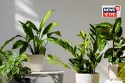 সাধের গাছ ঝিমিয়ে পড়ছে, হলুদে হয়ে যাচ্ছে পাতা? এই '৬' উপায়ে মৃত গাছেও ফিরবে প্রাণ, জানুন