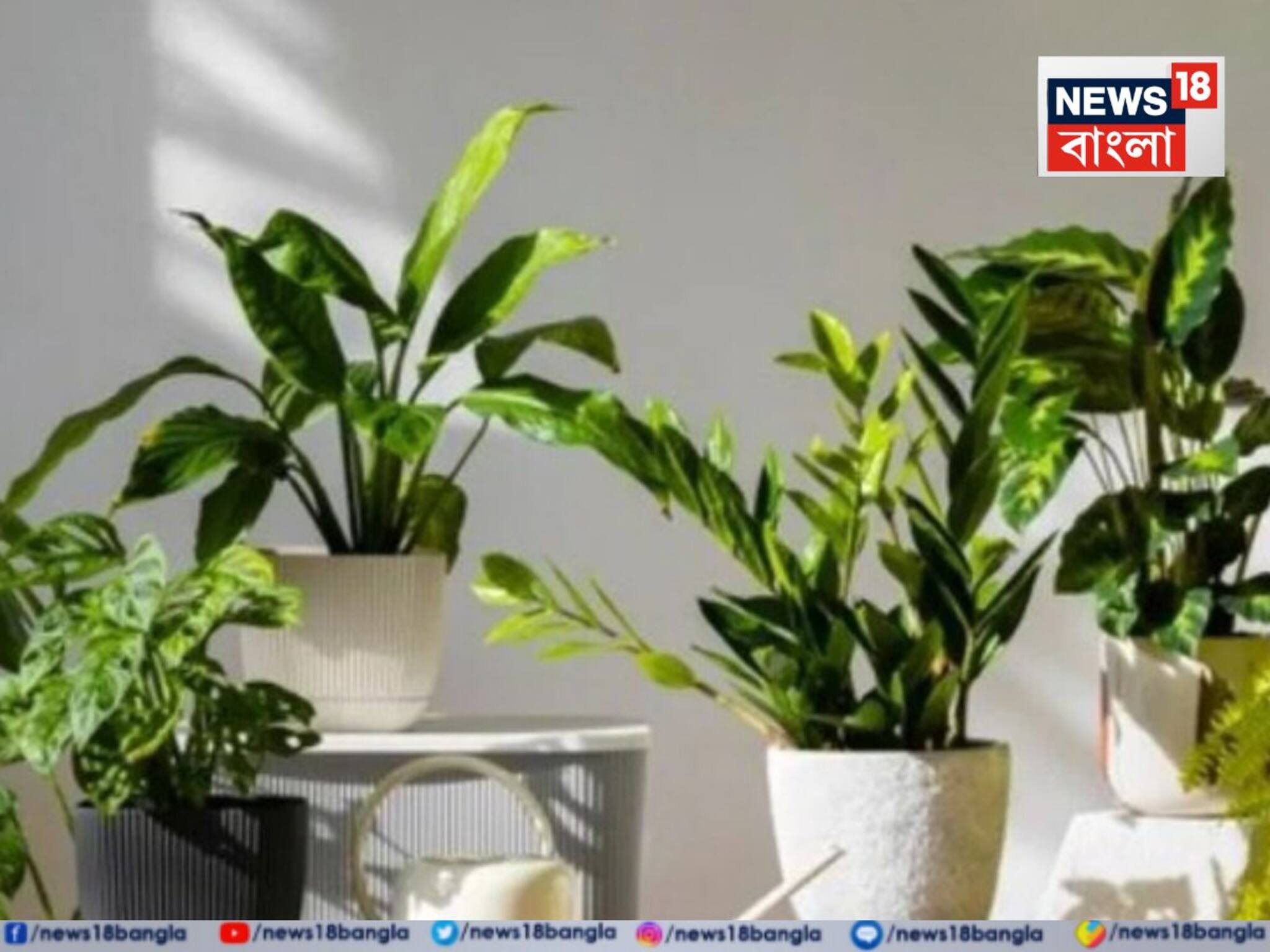 Gardening Tips: সাধের গাছ ঝিমিয়ে পড়ছে, হলুদে হয়ে যাচ্ছে পাতা? এই '৬' উপায়ে মৃত গাছেও ফিরবে প্রাণ, বছরভর সবুজ পাতা, ফুল-ফলে ভরে থাকবে গাছ