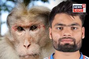 খুবলে এক কেজি মাংস তুলে নিয়েছে বাঁদর! ভয়ঙ্কর ঘটনা রিঙ্কু সিংয়ের সঙ্গে