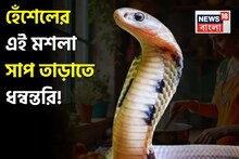 সাপ তাড়াতে ধন্বন্তরি! হেঁশেলের এই মশলা পোড়ালেই পালাবে বিষাক্তদের দল! আপনার ঘর বিষমুক্ত