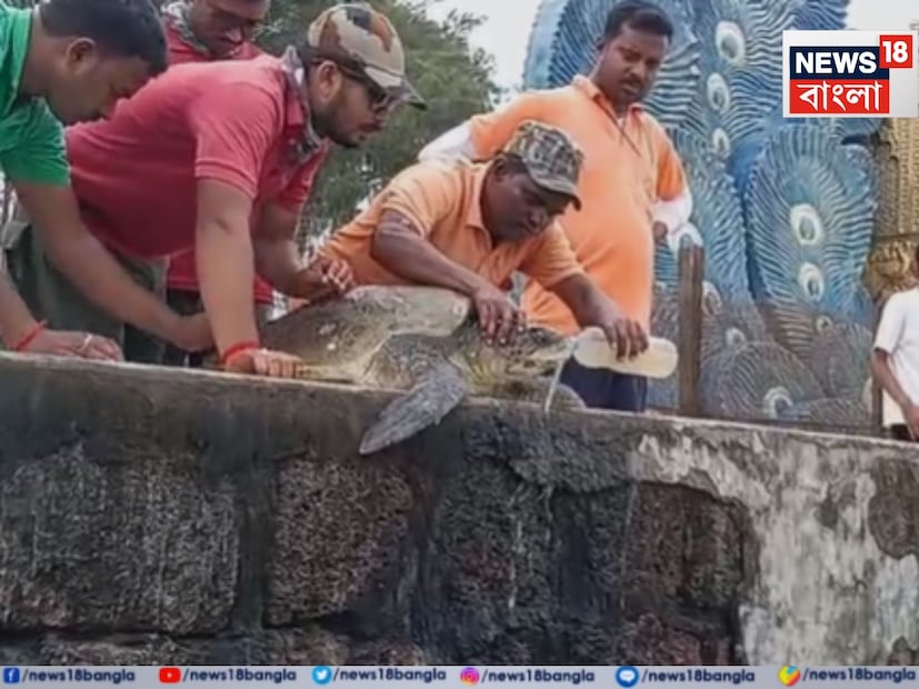 শুক্রবার সকালে বিরল প্রজাতির এই জীবন্ত কচ্ছপকে দেখতে পর্যটকদের ভিড়।