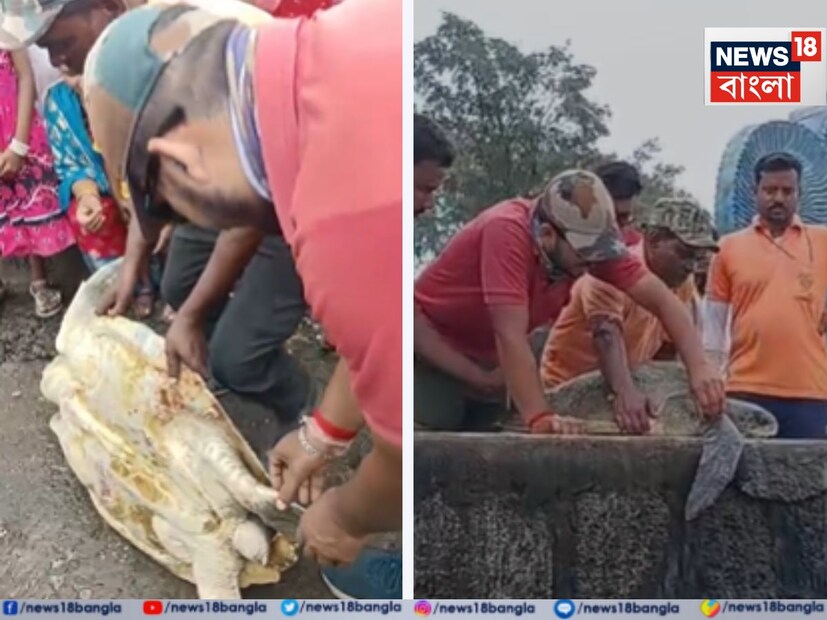 স্থানীয়রা কচ্ছপটিকে উদ্ধার করে পাঁচিলের উপর বসিয়ে জল খাওয়ানোর চেষ্টা করে। অনেকেই ছবি তুলে রাখেন। 