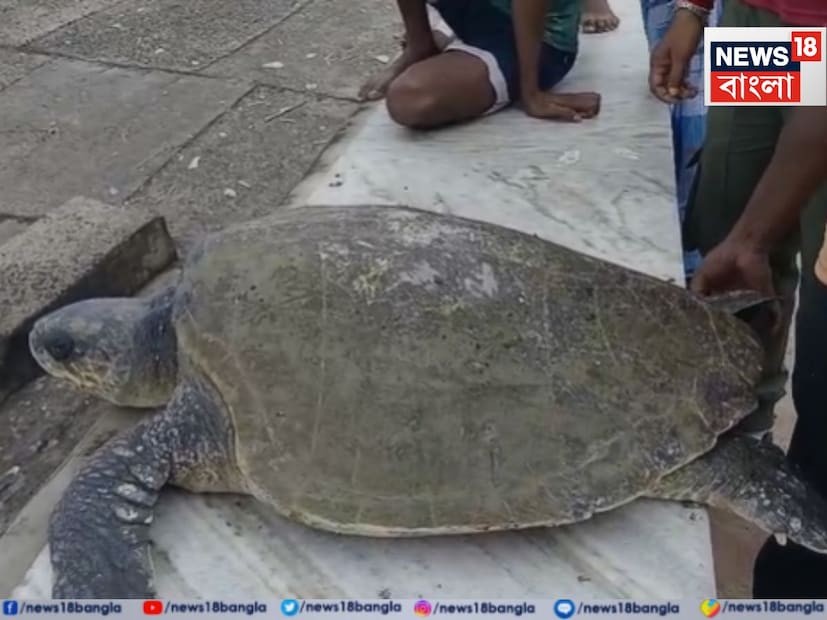 জীবন্ত অলিভ রিডলে কচ্ছপ দেখা গেল দিঘার সৈকতে। 