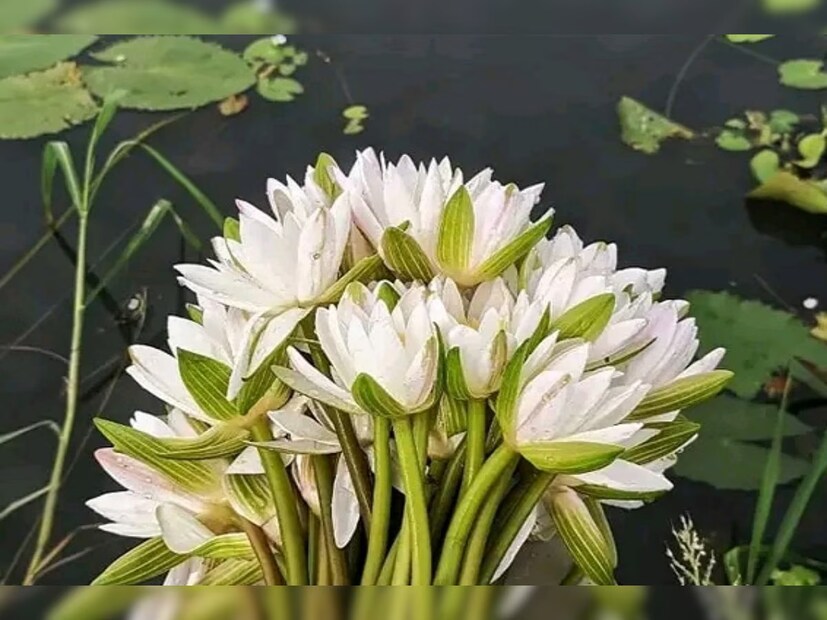 শাপলার ডাঁটা বা শালুক ফুল খেতে পারেন এই বিশেষ দিনে৷ মনে করা হয় এই দুই জিনিস, বিশেষ করে শাপলার ডাঁটা দিয়ে তৈরি নিরামিষ পদ এই দিনে খেলে মঙ্গল হয় শারীরিক সুস্থতার৷ বজায় থাকে সাংসারিক ও পারিবারিক শ্রী ও মঙ্গল৷