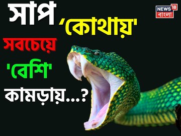 সাপ 'কোথায়' সবচেয়ে 'বেশি' কামড়ায় জানেন...? চমকে উঠবেন শুনলেই, কনফার্মড!
