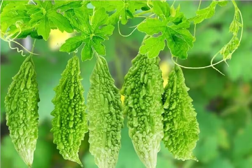 উচ্ছে, করলা, নিম-সহ কোনও তিতো জাতীয় খাবার এই দিনে খাবেন না৷