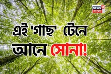 এই 'গাছ' টেনে আনে সোনা...! একবার পুঁতলে সোনাই সোনা? চমকে দেবে গবেষণা!
