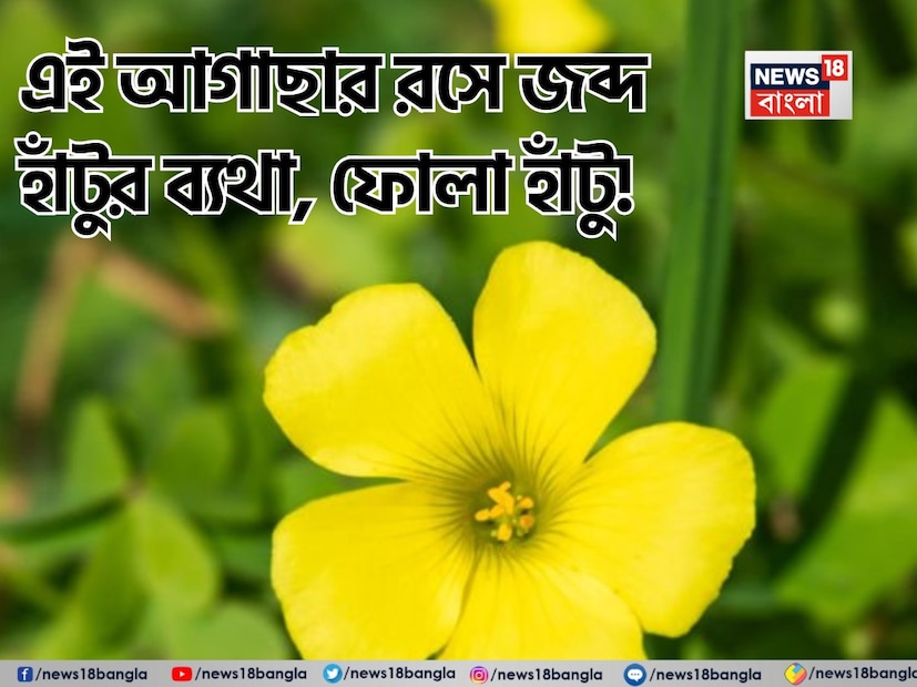 গ্রামীণ মাঠ এবং রাস্তায় জন্মানো আমরুল পাতা ওষধি গুণে ভরপুর। মানুষ শতাব্দী ধরে এটিকে ঘরোয়া প্রতিকার হিসেবে ব্যবহার করে আসছে এবং আজও এর জনপ্রিয়তা অব্যাহত রয়েছে।